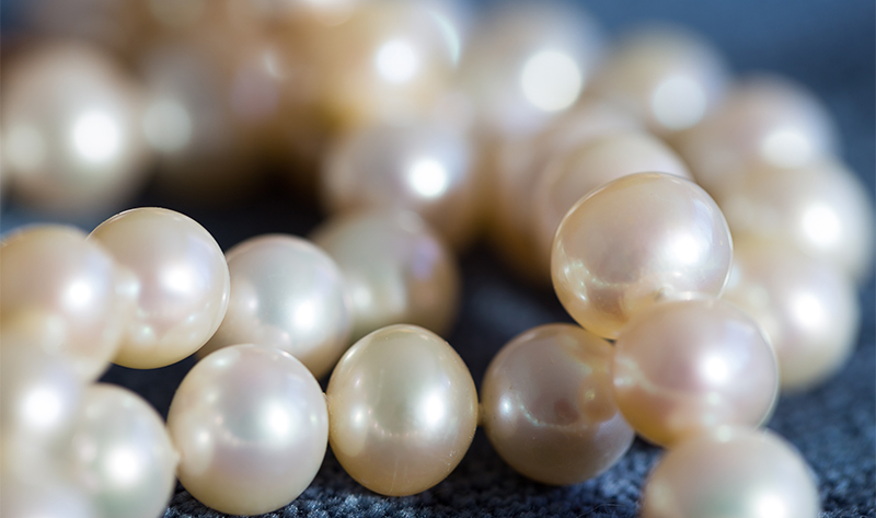Violet Freshwater Pearls, Real Pearls, 5mm x 8mm